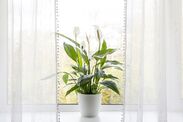 where to keep peace lilies blooming