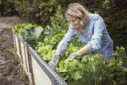 gardeners warning invasive plants knotweed