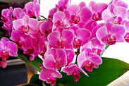 how to keep orchids blooming longer