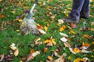 gardeners warned not tidy gardens