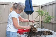 pruning january plants wisteria roses