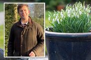 how to plant snowdrops now january