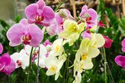 orchids bloom flower tips exclusive