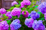 grow hydrangea fllowers bigger fluffier