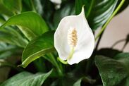 where to keep peace lilies indoors exclusive