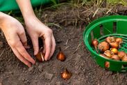 flower bulbs plant january february