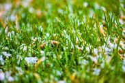 how to keep grass healthy in winter