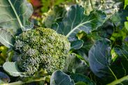 alert gardeners broccoli sprouts cabbages