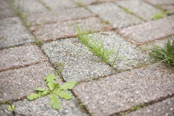 how to remove weeds patios for good naturally