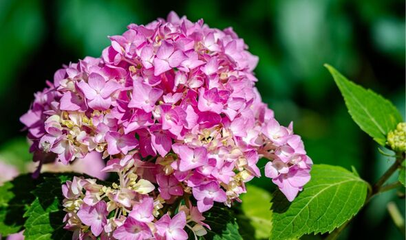 gardening expert tips hydrangeas grow flowers