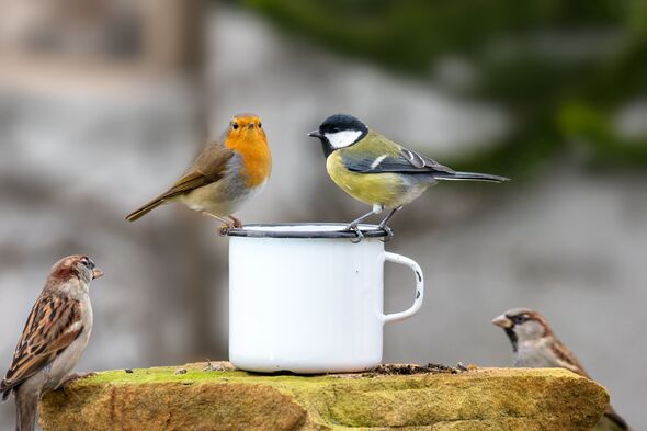 warning issued feeding birds garden