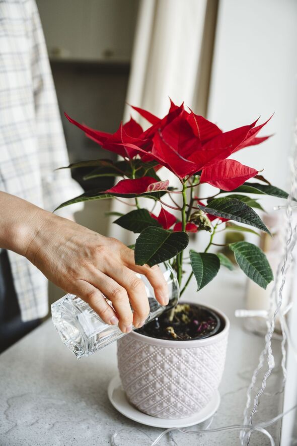 Woman watering poinsettia plant on window sill