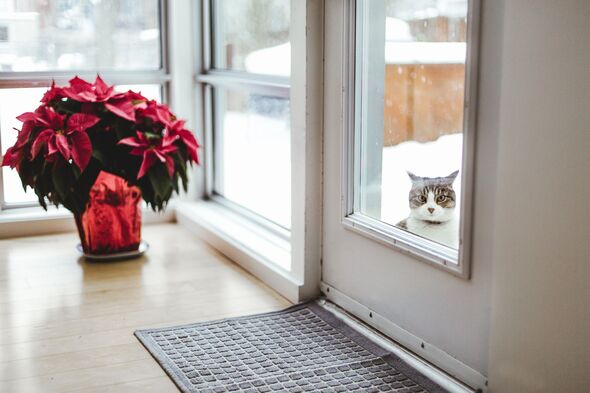 Poinsettia by bright windows