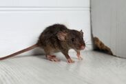 mice deterrent from homes peppermint oil