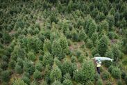 government boost domestic production trees