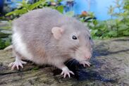 rats mice stay away from home change to garden 