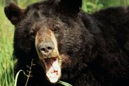 bear-mauled-deli-worker-sparked-45-hour-standoff-caught-honey-trap