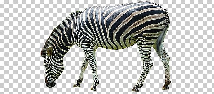 Zebra PNG, Clipart, Zebra Free PNG Download