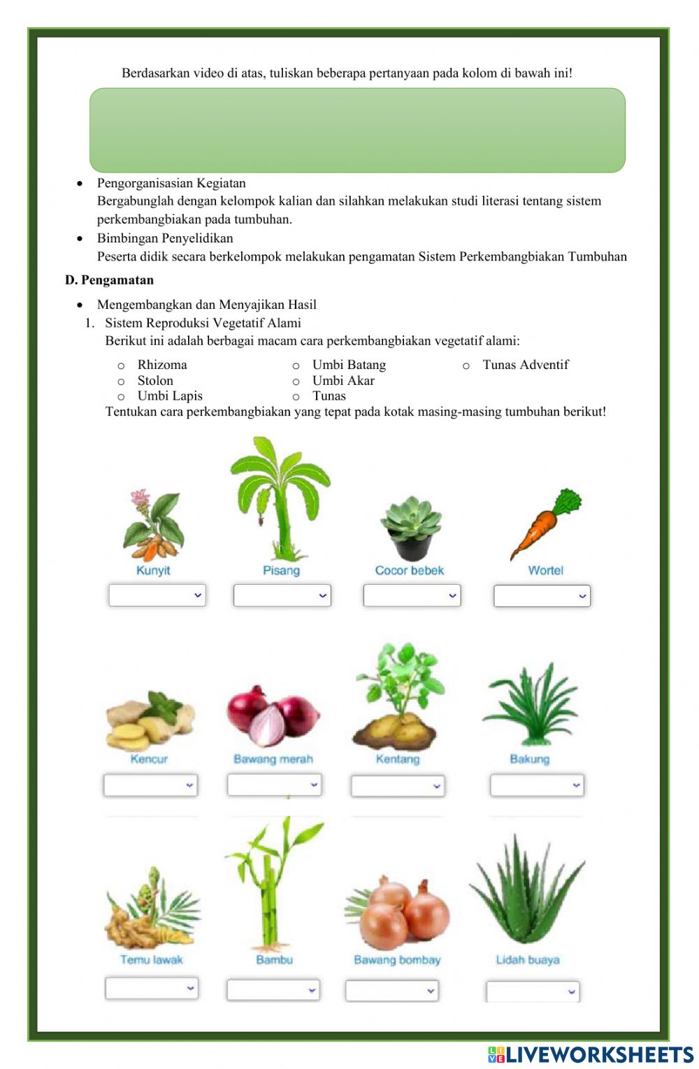 Detail Gambar Tumbuhan Rhizoma Nomer 40