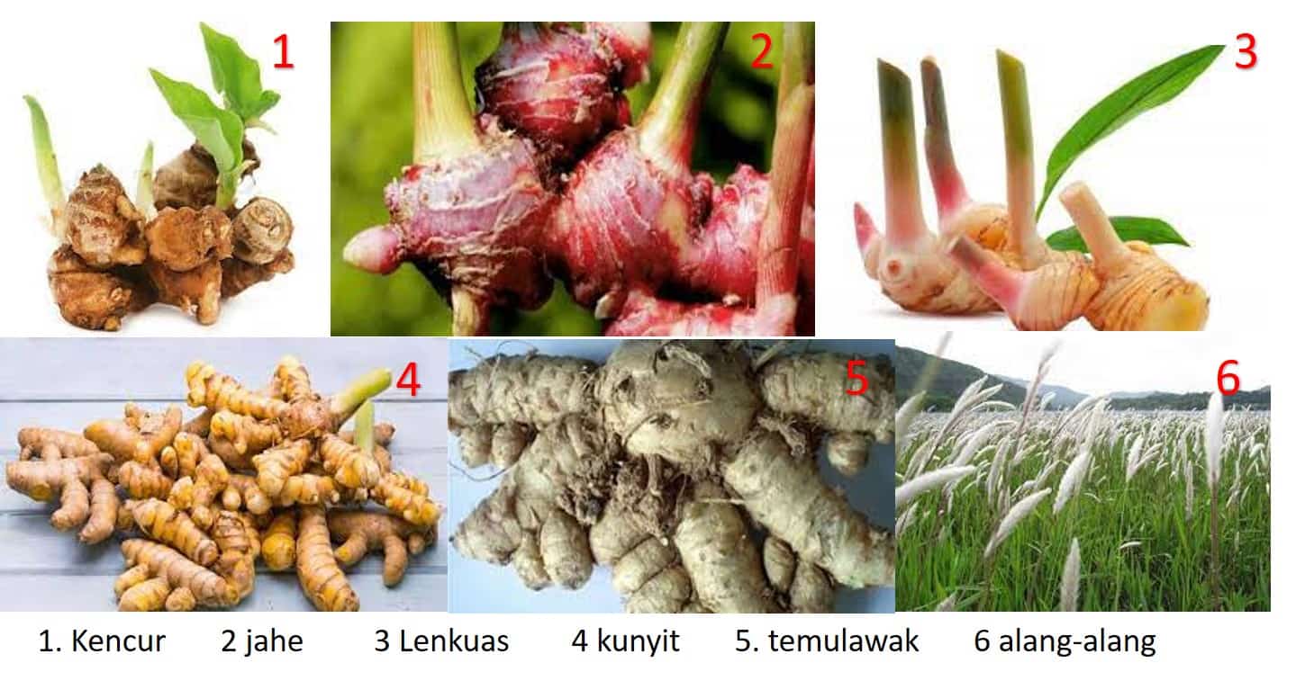 Detail Gambar Tumbuhan Rhizoma Nomer 50