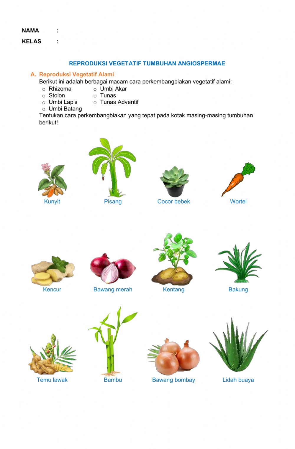 Detail Gambar Tumbuhan Rhizoma Nomer 6