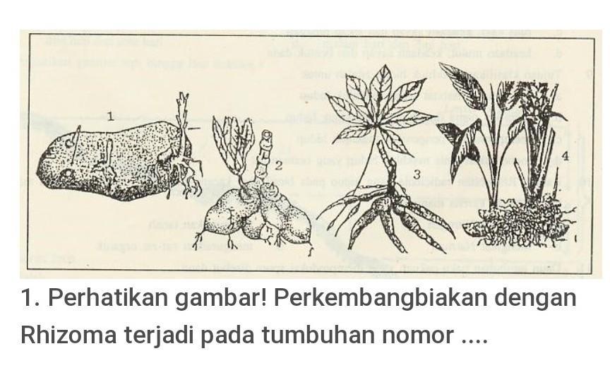 Detail Gambar Tumbuhan Rhizoma Nomer 8