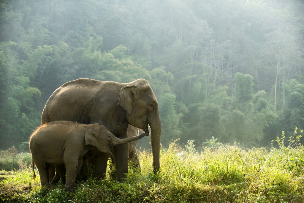 Spend the day with elephants