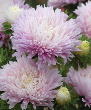 China aster ‘King Size Appleblossom’