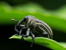 Boll Weevil Insect On Cotton Plant