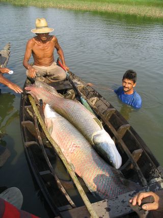 critically endangered animals, arapaima, over-fishing