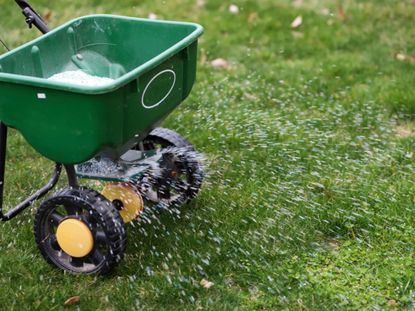 Lawn Fertilizer Being Put On Green Lawn