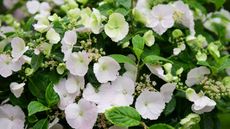 hydrangea Runaway Bride