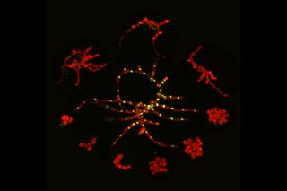 One-week-old moss plants regenerated from single cells showing chlorophyll autofluorescence
