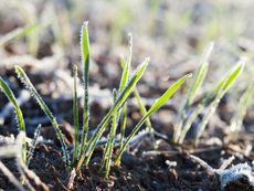 Blades of grass covered in frost