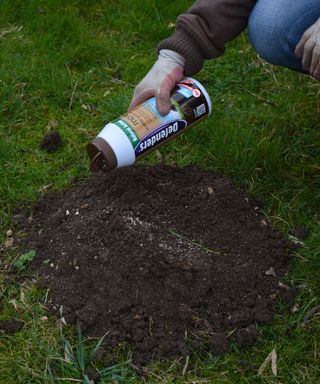 sprinkling a mole deterrent on molehill