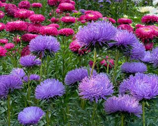 Aster flowers in garden. Beautiful purple pink Asters Callistephus chinensis on flowerbed.