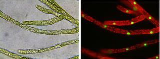 Moss cells expressing green fluorescent protein in the nucleus of each cell. Moss cells (left) and moss cells fluorescing (right).