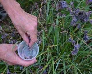 Collecting hardy annual Cerinthe major seeds