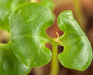 close up of pomegranate seedling leaf