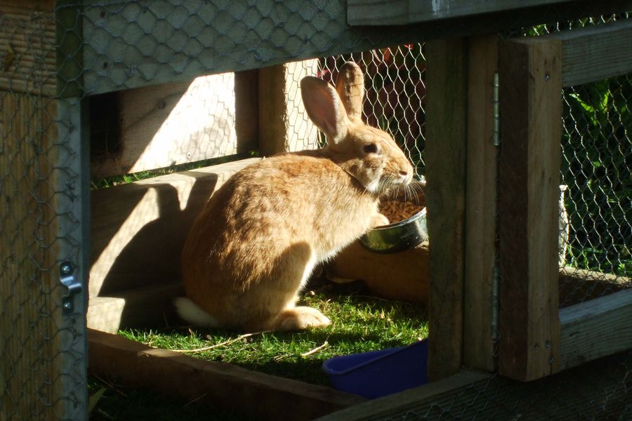 hun bun eating