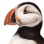 Atlantic Puffin Print, thumbnail 2 of 3