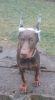 AKC Doberman Puppy