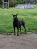 Valek doberman 6 year old