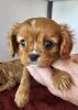 Cavalier puppies