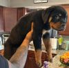 Beautiful Rottweiler Pups