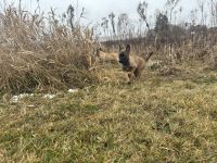 Belgian Shepherd Dog (Malinois) Puppies for sale in Cedar Lake, Indiana. price: $1,000