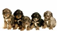 Bernedoodle Puppies for sale in Denver, CO, USA. price: $1,900