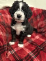 Australian Mountain Doodles Puppies for sale in Greenville, Ohio. price: $1,500