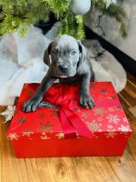 Cane Corso Puppies for sale in Brewster, Washington. price: $1,500