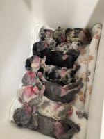 French Bulldog Puppies for sale in Stockton, California. price: $3,500